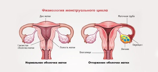 Менструация при приеме Новинета